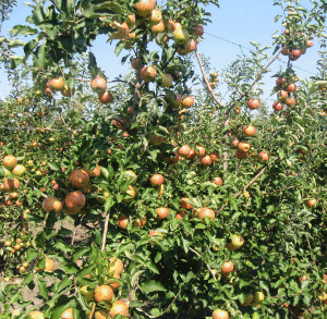 фруктовое дерево яблоня