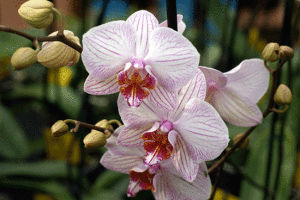цветение орхидеи в домашних условиях