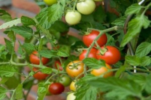 Выращивание помидоров-крошек