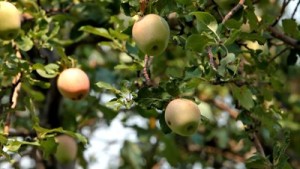 Еще о выращивании яблоневого сада