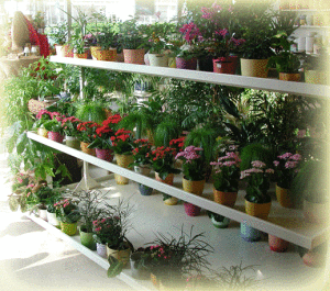 Удобрения для комнатных растений 