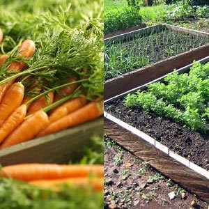 Совет по подготовке грядки для моркови