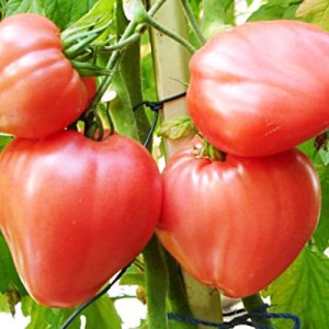 Выращиваем томаты - Бычье сердце.