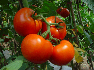 Vyrachivanie-pomidor-v-otkrytom-grunte