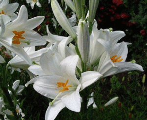 белая лилия в саду