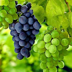 Выращиваем саженцы винограда на подоконнике