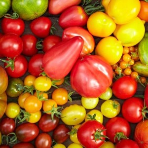 Семена или рассада для выращивания томатов